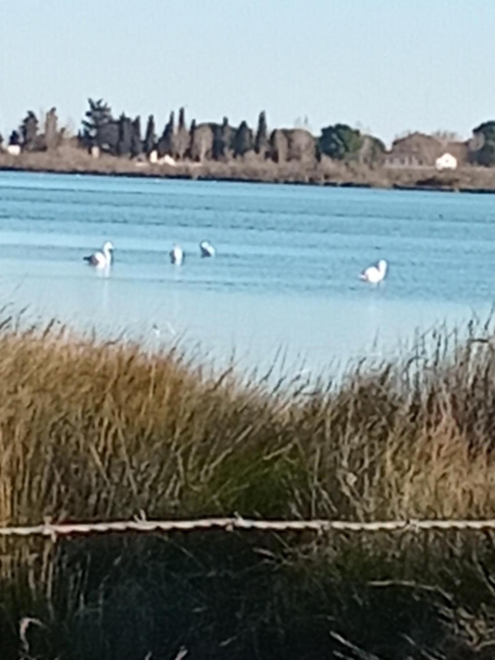 Aigues Mortes Studio De Vacances En Camargue Exterior foto